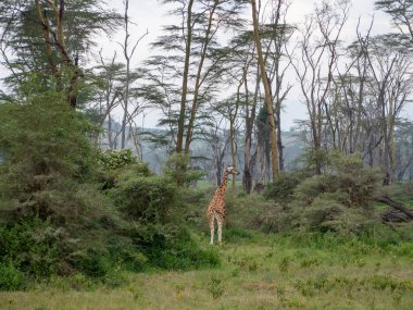 Afrika savana vahşi zürafa