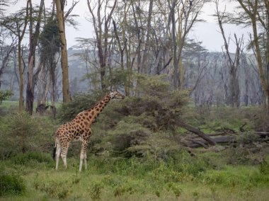 Tanzanya 'daki savanda zürafa