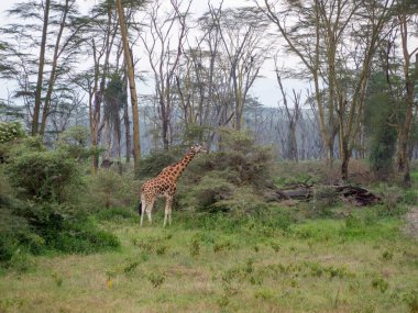 Afrika vahşi zürafa