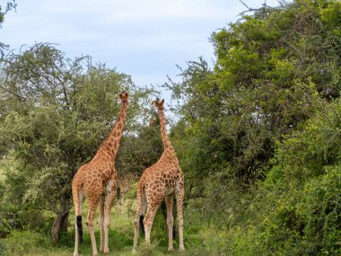 Afrika savanasında iki zürafa.