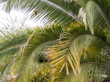 Palmiye yaprakları, bitki örtüsü, çevre