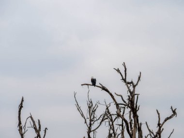 Bir ağaç dalında oturan kuş.