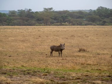 Afrika bozkırında vahşi erkek bufalo.