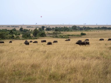 Kenya 'daki tarlada yürüyen büyük bir fil sürüsü.