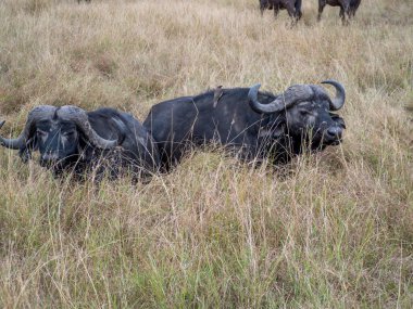 Çimlerin üzerinde iki siyah bufalo..