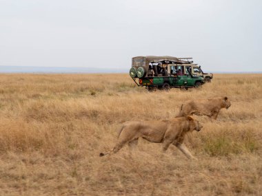 Kenya 'da vahşi aslan