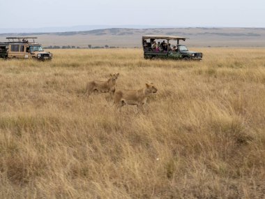 Masai Mara 'da bir grup aslan.
