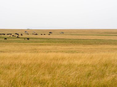 İnekler tarlada otluyor.