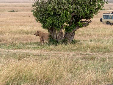Afrika 'nın bozkırındaki aslan