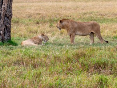 Kenya 'daki Masai Mara' nın çimlerinde dinlenen aslanlar.