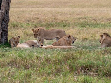Savanada dinlenen milyarlar.