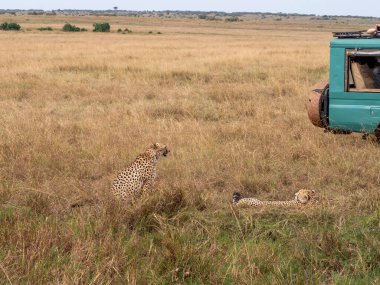 Kenya 'daki Afrika bozkırında çita ve yavrusu..