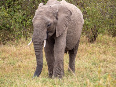 Fil (loxodonta africana) Chobe Ulusal Parkı, Botswana 'da