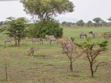 Çimenlerde yürüyen vahşi zebra sürüsü