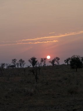 Savananın güzel manzarası