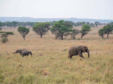 Afrika savanasında büyük bir fil sürüsü.