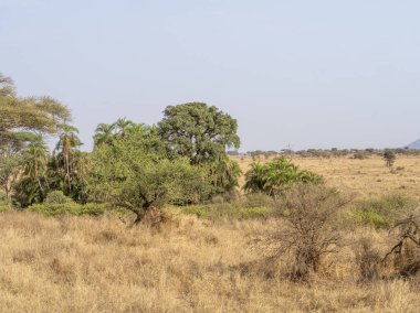 Kenya savanındaki Afrika manzarası