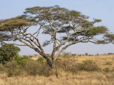 Afrika savanasındaki ağaç