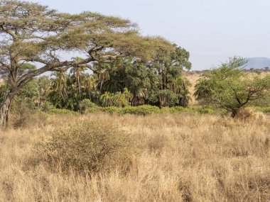 Afrika Savanası Kruger Ulusal Parkı, Güney Afrika