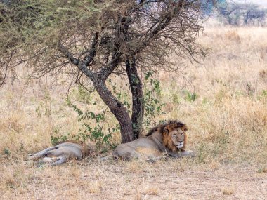 Tanzanya savanındaki aslanlar