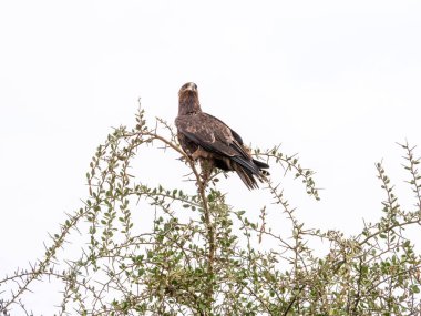 Siyah uçurtma vahşi doğada