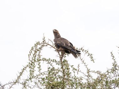 Ağaçta tünemiş bir kuş