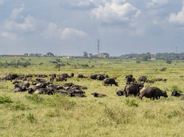 herd of wildebeest in the savannah