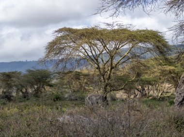 Dağlardaki parktaki ağaçların manzarası