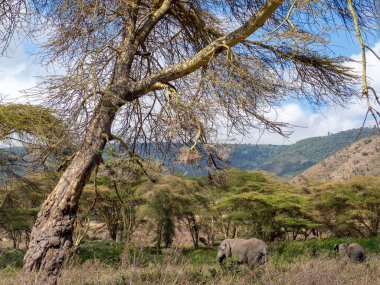 Kenya 'daki Masai Mara' nın Afrika çalısı.