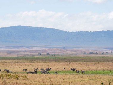 Arkadaki Tanzanya bozkırındaki fil sürüsünün manzarası.