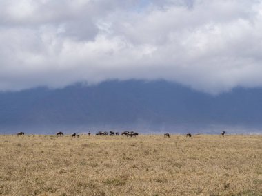 Tanzanya dağlarındaki savana manzarası, Afrika ulusal parkı. yüksek kaliteli fotoğraf