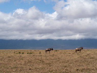 Tarladaki zebra sürüsünün güzel bir görüntüsü.