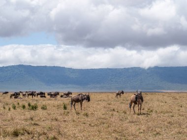 Masai Mara 'da bir fil sürüsü.