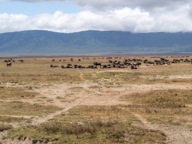 Afrika 'nın bozkırında otlayan bir grup vahşi fil.