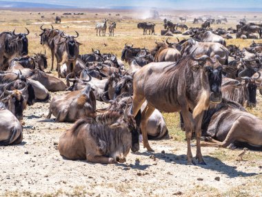 Kenya bozkırında bir zebra sürüsü.