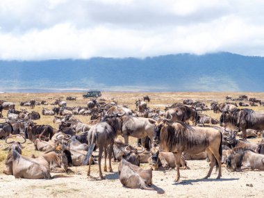 Dağlarda vahşi bir geyik sürüsü