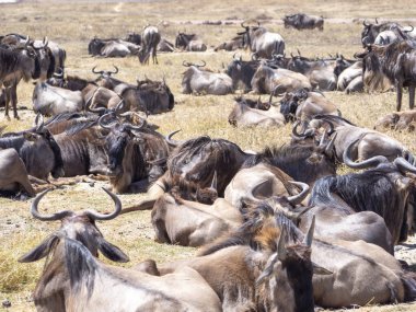 Afrika bozkırlarında inek sürüsü geziyor.