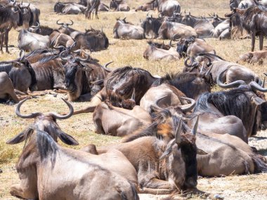 Büyük antilop sürüsü bozkırda yürüyor.