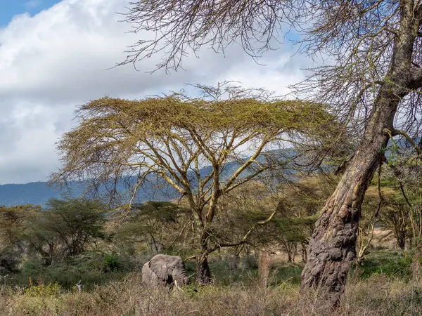Parktaki Afrika savanasının güzel manzarası.