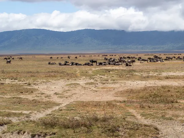 Afrika 'nın bozkırında otlayan bir grup vahşi fil.