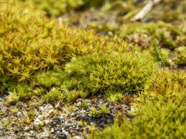 Ormanda yosun, bitki ve bitki örtüsü.