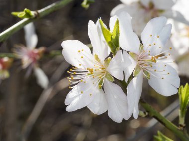 Baharın başlarında elma ağaçlarının beyaz çiçekleri