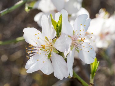 Bulanık arkaplanda beyaz bir çiçeğe yaklaş.