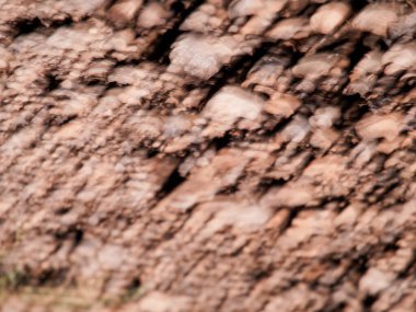 Ormanda, dünyanın yüzeyine yakın bir yerde.