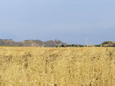 Buğday tarlası olan güzel bir manzara.