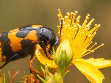 Sarı bir çiçekte bir böceğin yakın çekimi.