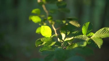 Yavaş çekimde rüzgarda esen bir ağaç dalındaki yeşil yaprakların yakın çekimi. Dokunulmamış orman doğası kavramı
