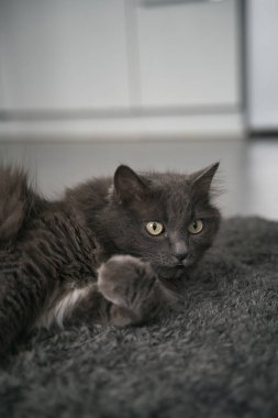 Portrait of the gray cat sitting peacefully inside a modern flat. Concept of keeping male cats indoors.