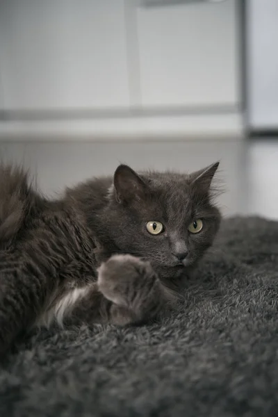 Portrait Gray Cat Sitting Peacefully Modern Flat Concept Keeping Male — Fotografia de Stock
