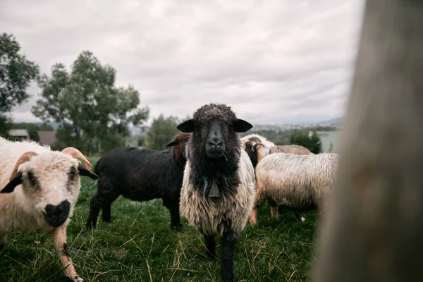 Lammfarm Schafherde Draußen Konzept Des Ländlichen Lebens Und Der Landwirtschaft — Stockfoto